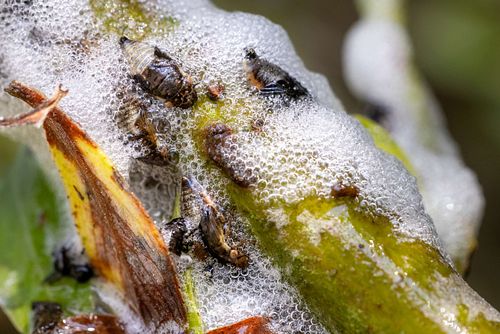 Aphrophora salicina - Willow spittlebug