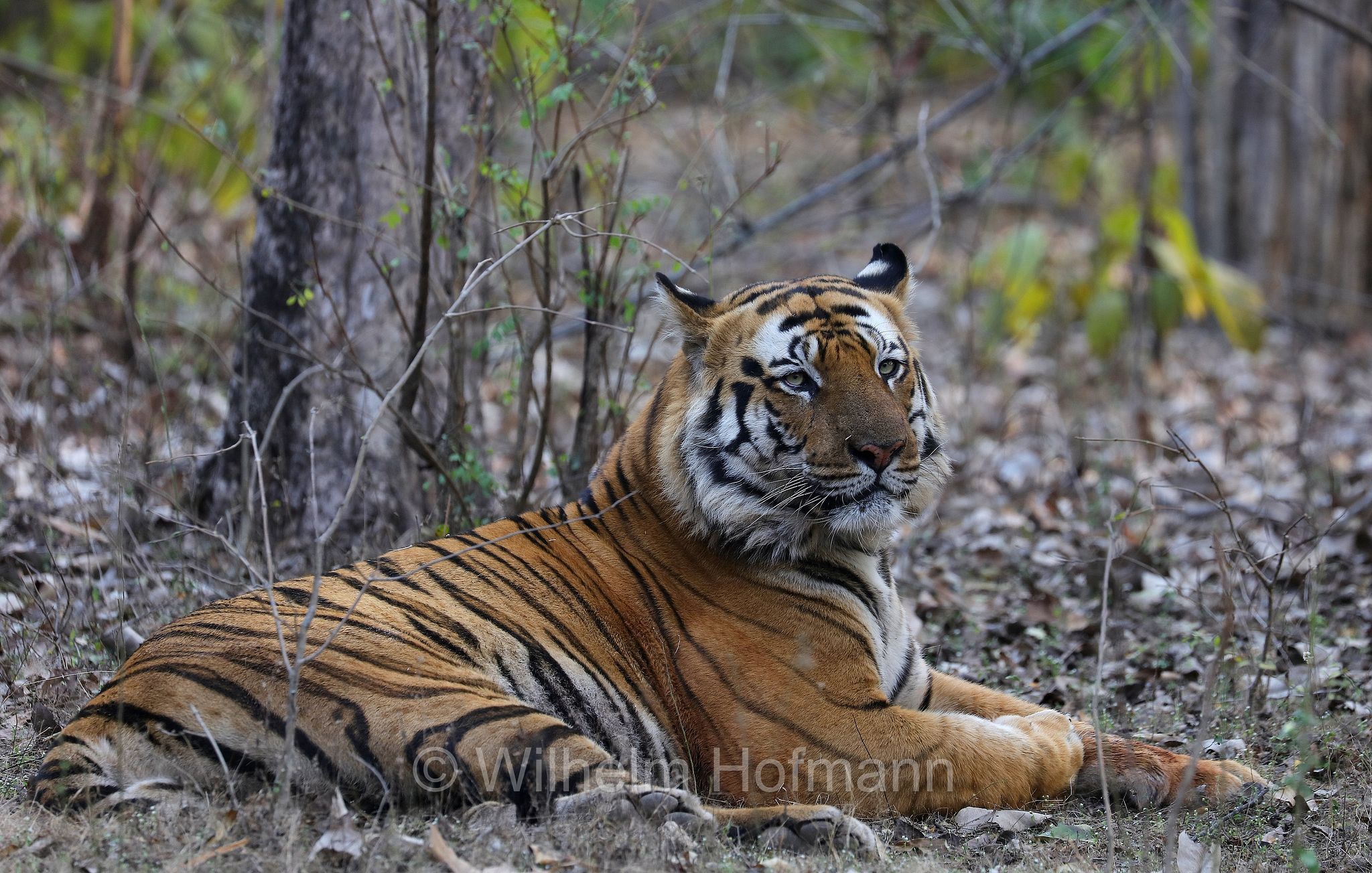 Bengal tiger, Königstiger, Bengal-Tiger, Indischer Tiger, tigre del Bengala, tigre reale del Bengala, Panthera tigris tigris, Bandhavgarh National Park, Bandhavgarh-Nationalpark, parco nazionale di Bandhavgarh, Madhya Pradesh, India, Indien, Zone 3