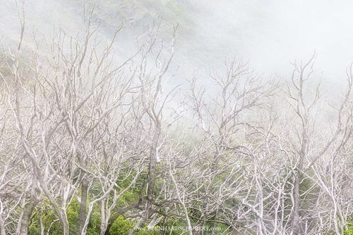 Burned forest impression