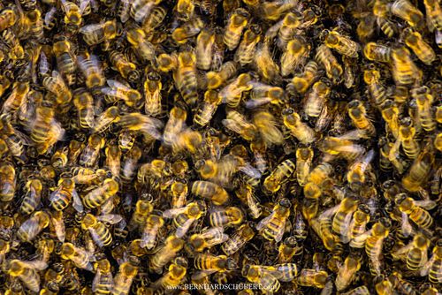 Apis mellifera – Westliche Honigbiene