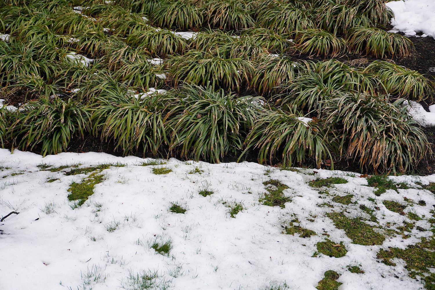 William Shihyung Kim Photos