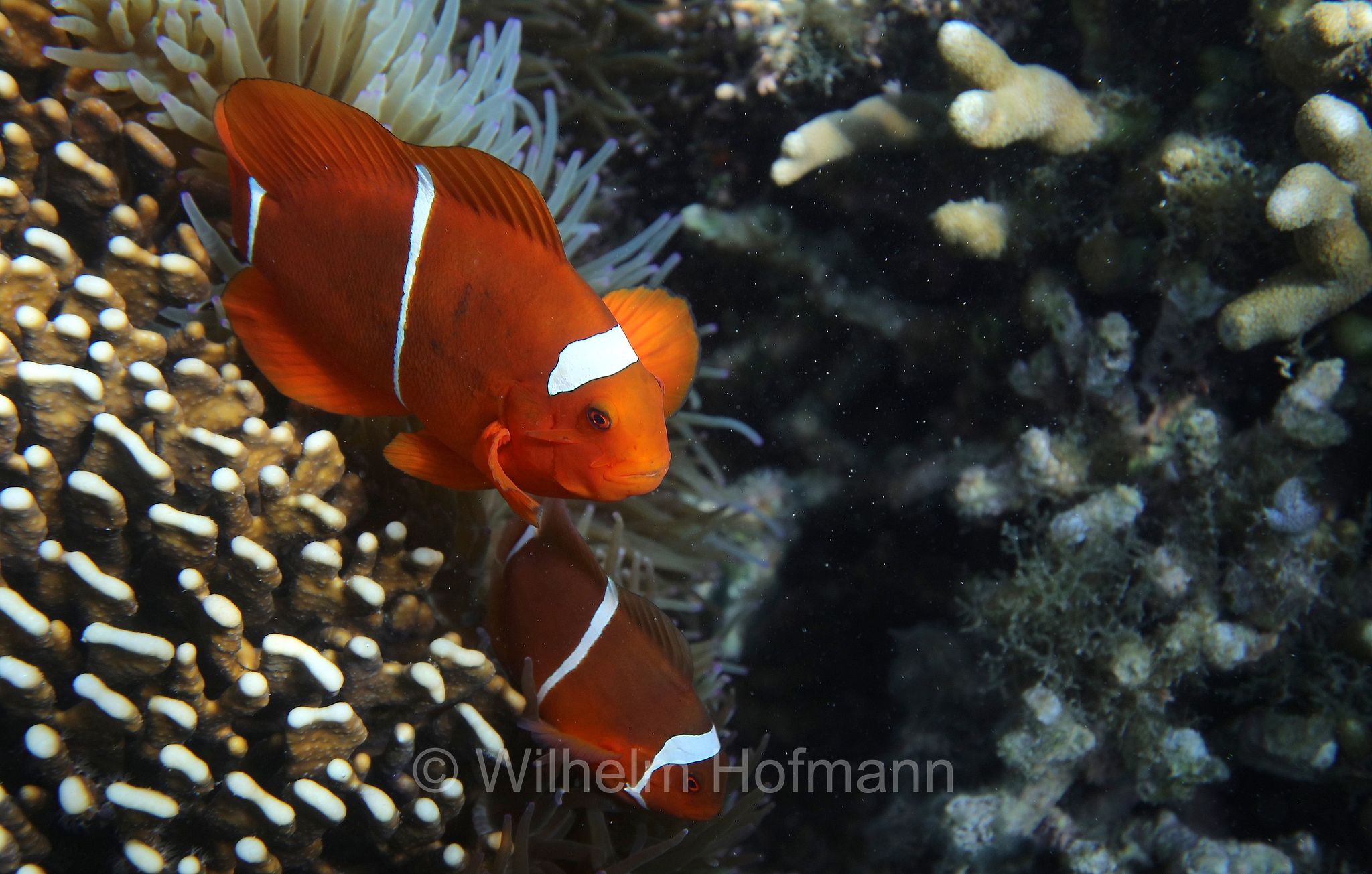 maroon clownfish, spine-cheeked anemonefish, Samtanemonenfisch, Stachel-Anemonenfisch, pesce pagliaccio marrone,﻿﻿ Komodo Islands, Komodo, Lesser Sunda Islands, Kleine Sundainseln, Piccole Isole della Sonda, Nusa Tenggara Islands, Kepulauan Nusa Tenggara, Indonesia, Indonesien﻿, Turtle Point