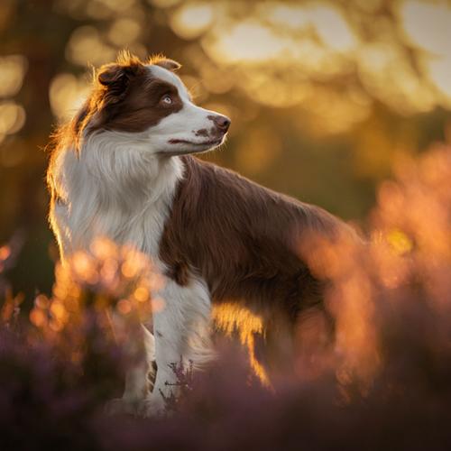 Een geweldige herinnering van en met jouw hond, kat, fret of ander huisdier!