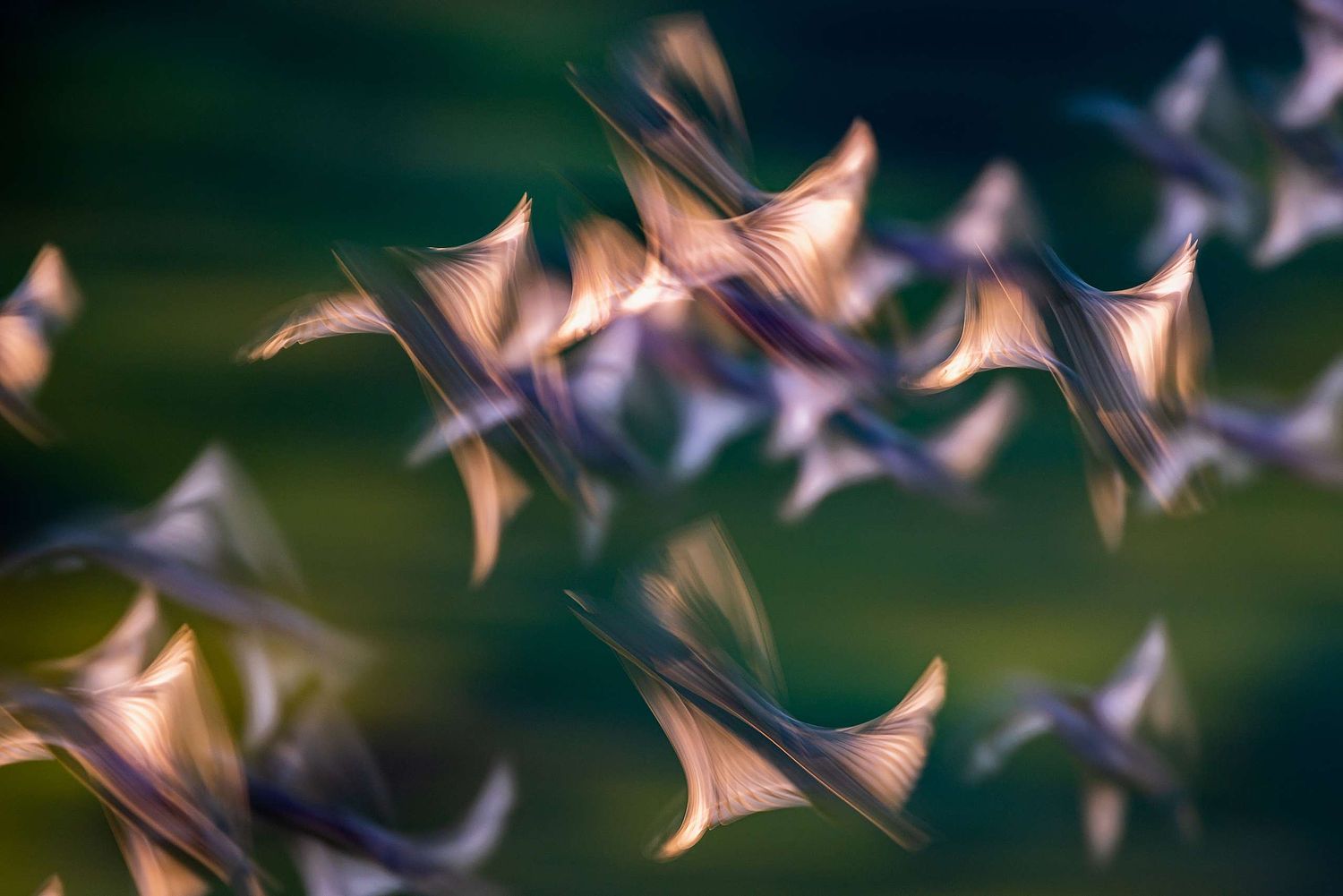 Common starling in motion