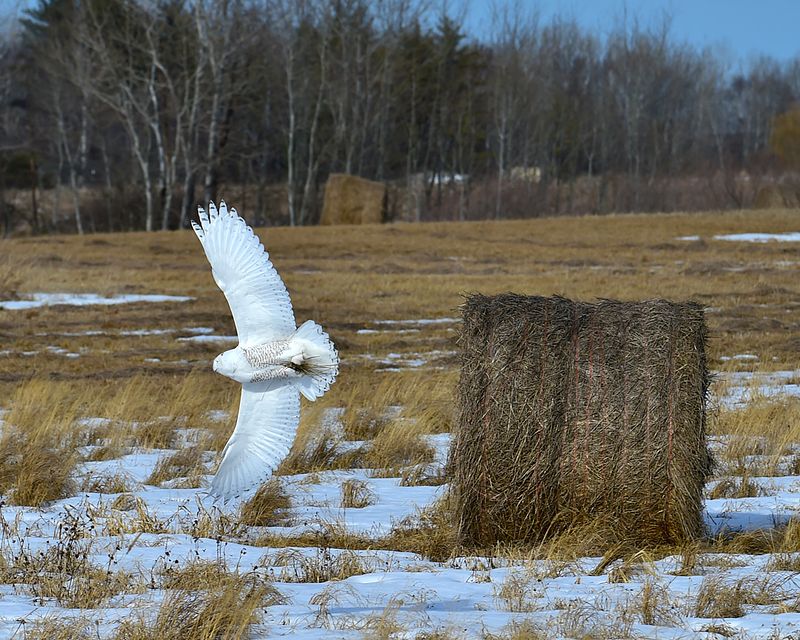 Discover the Impact of a Warm Winter on Wildlife Photography!