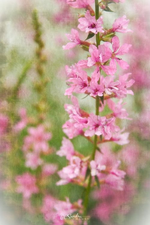 "Purple Loosestrife Beauty IV" focuses on a single stem of this invasive wildflower and reveals the color and applied texture in this full-frame fine art print. "Purple Loosestrife Beauty IV" is copyrighted by Gregory C. Sundra and GC Sundra IMAGES, LLC.