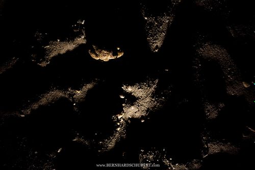 Pelobates fuscus - Knoblauchkröte