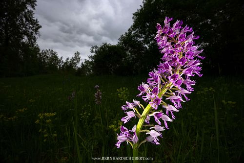 Orchis militaris - Helm-Knabenkraut