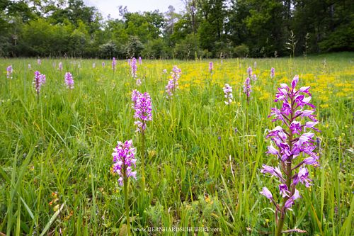 Orchis militaris - Helm-Knabenkraut
