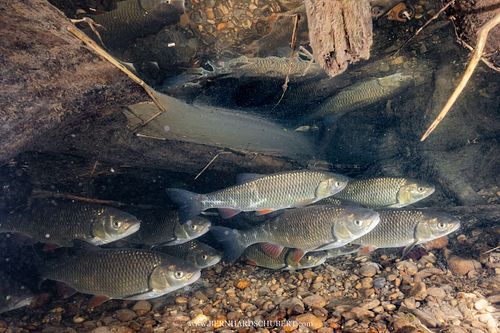 Squalius cephalus - Common chub