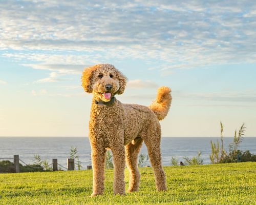 Del Mar Dogs - A Coffee Table Book