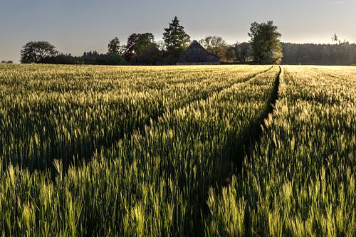 Gerstenfeld mit Schober