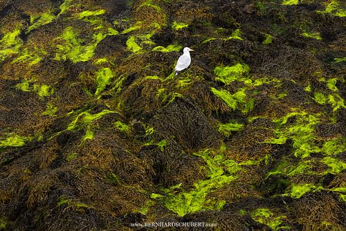 Larus argentatus – Silbermöwe