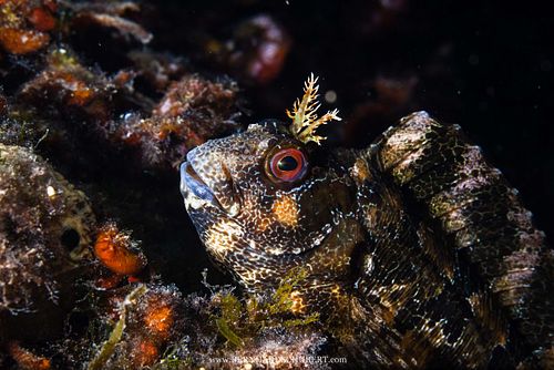 Parablennius gattorugine - Tompot blenny