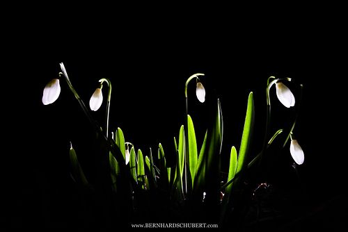 Galanthus nivalis - Snowdrop