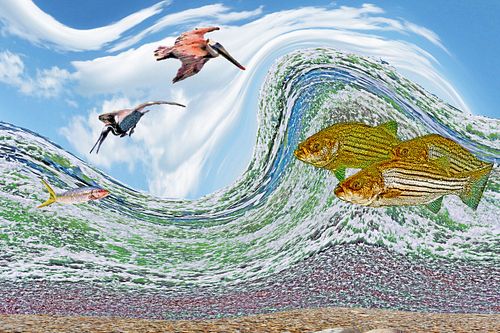 pelicans look for fish, fish watching abstract