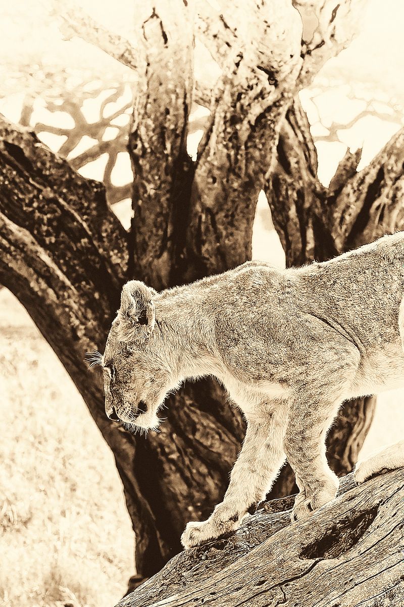 Animaux sepia