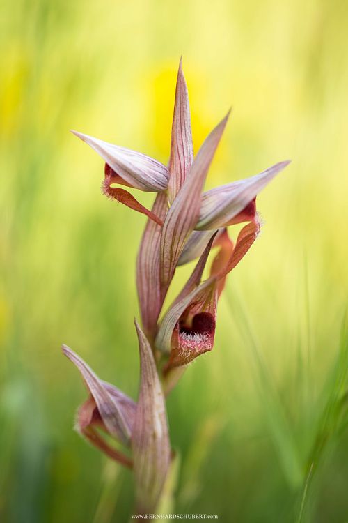 Serapias vomeracea - Pflugschar-Zungenstendel