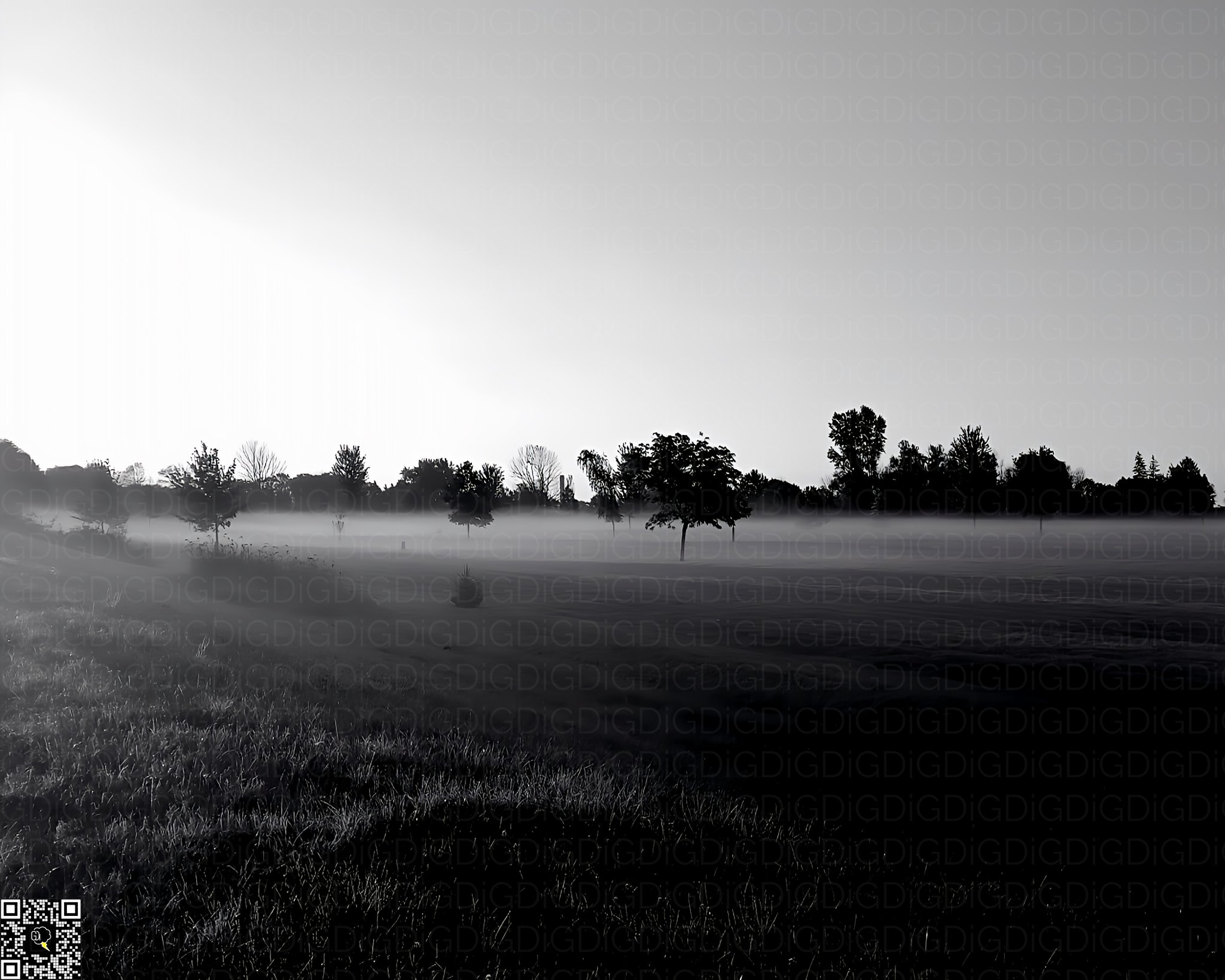 Dew-kissed grass glistening in the early morning light.