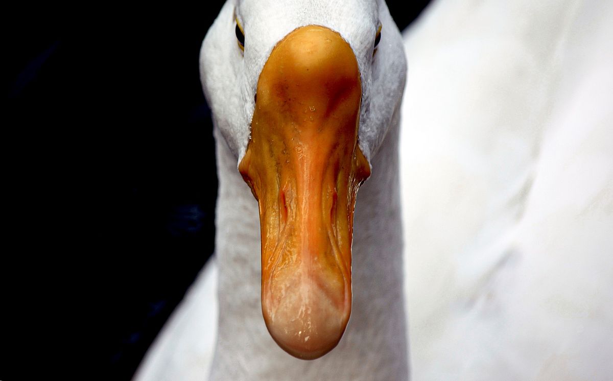 Bird, bird photography, forest jungle, macro,
