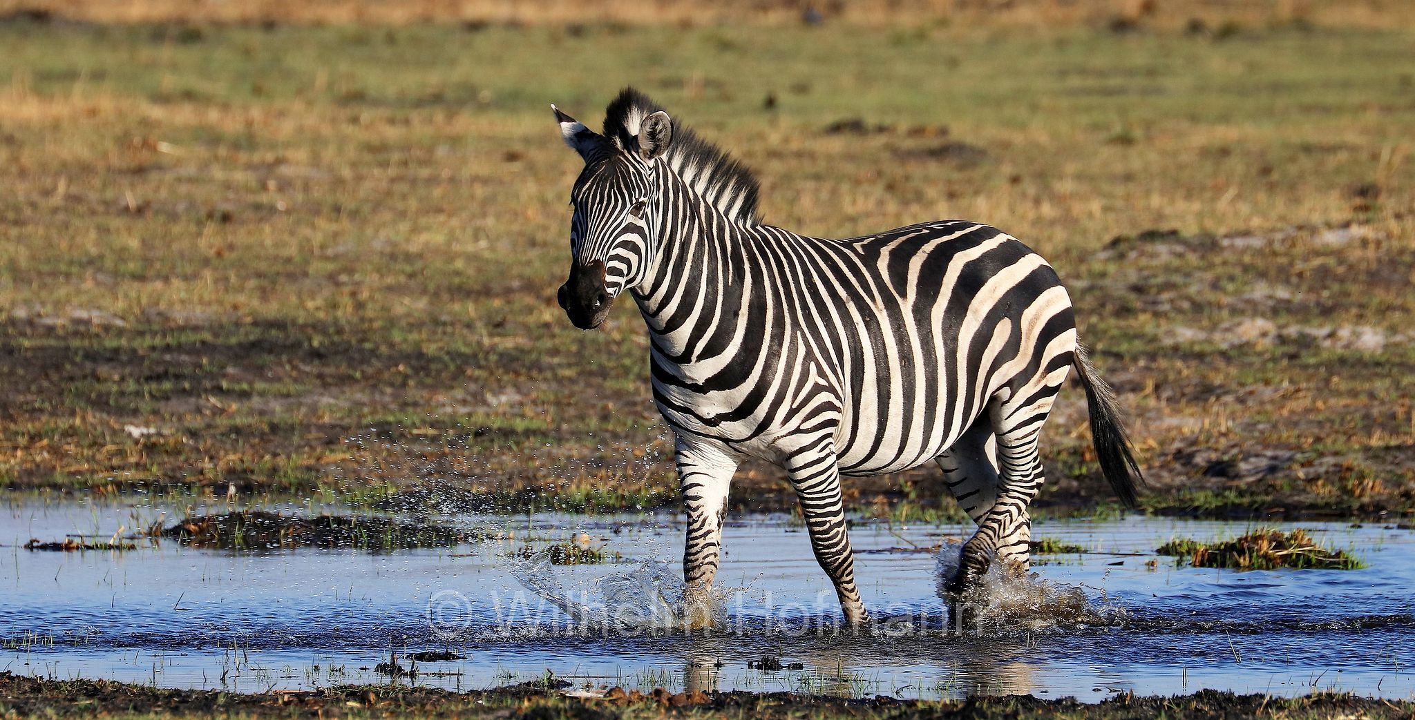 plains zebra, Steppenzebra, zebra di pianura, equus quagga, Moremi Game Reserve, Moremi-Wildreservat, Okavango Delta, Okavango Grassland, Botswana, Republik Botsuana