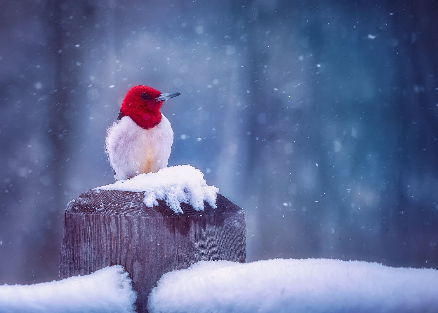 Red Head