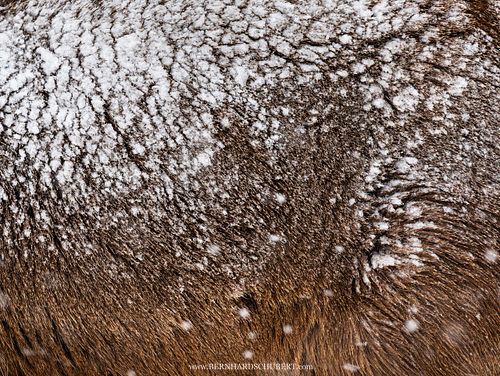 Cervus nippon yesoensis - Yezo-Sika-Hirsch