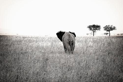 Eléphant en Tanzanie