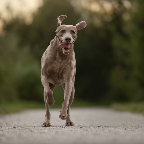Hoe werkt een huidierenfotoshoot in de natuur?