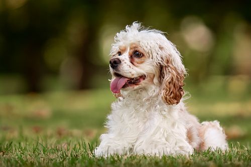 Cocker Spaniel sitting on the grass at the park.