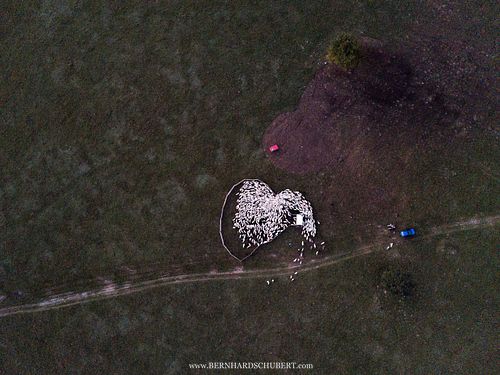 Zusammentrieb von Schafen