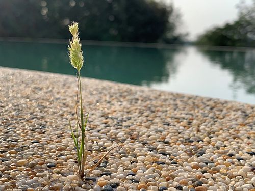 Intrinsieke Motivatie