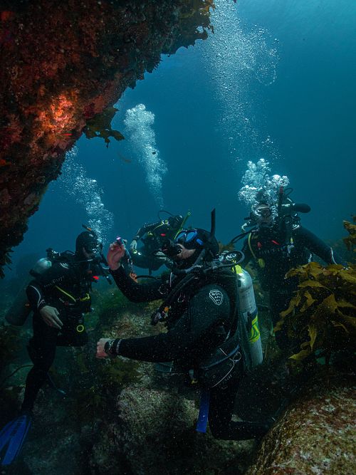 Underwater Photography