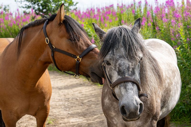Equestrian