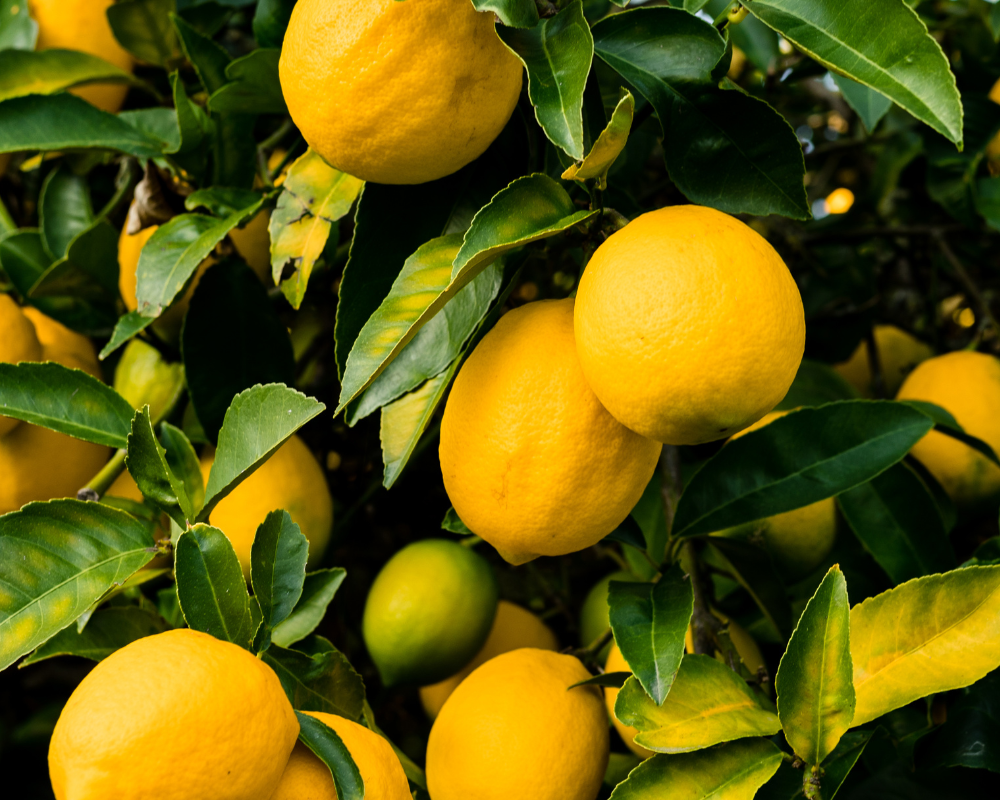 Scrubbles and Bubbles