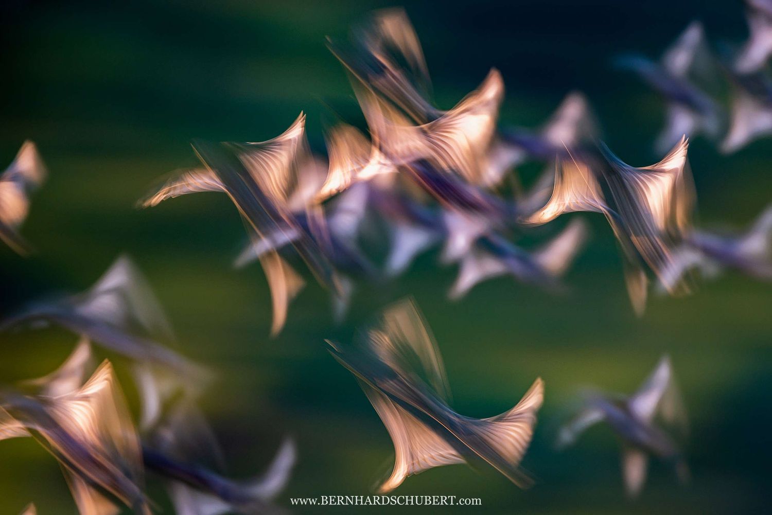Star in Bewegung