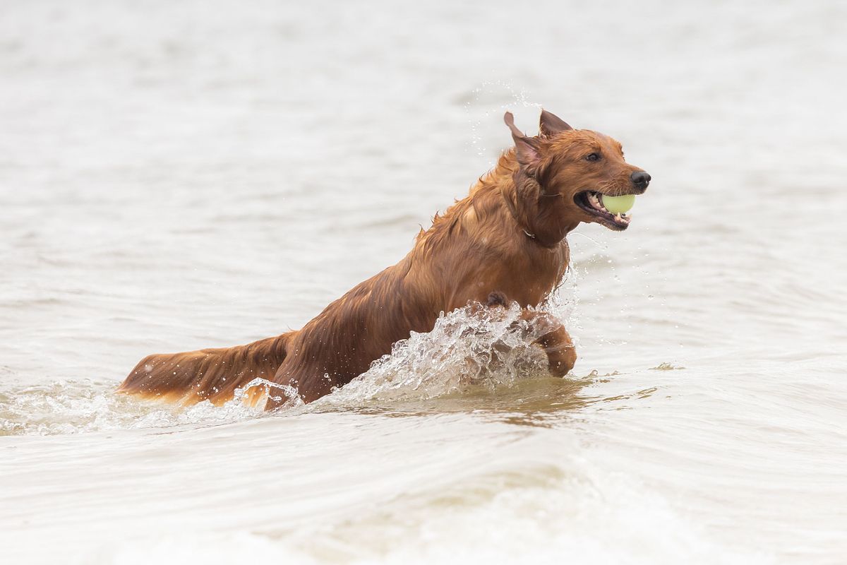 Golden retriever playing fetch in ocean waves