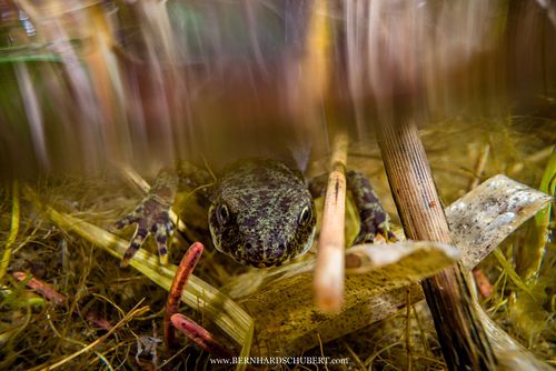Ichthyosaura alpestris - Alpine newt