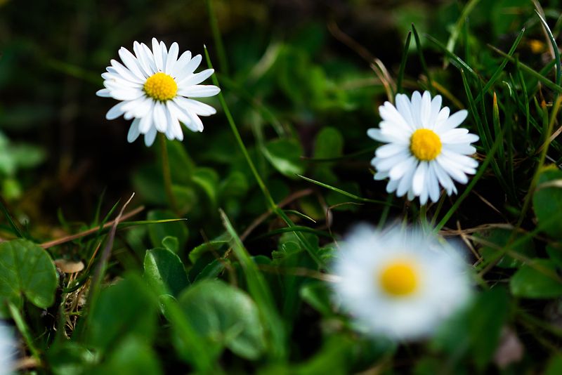 Surrounded by Flowers