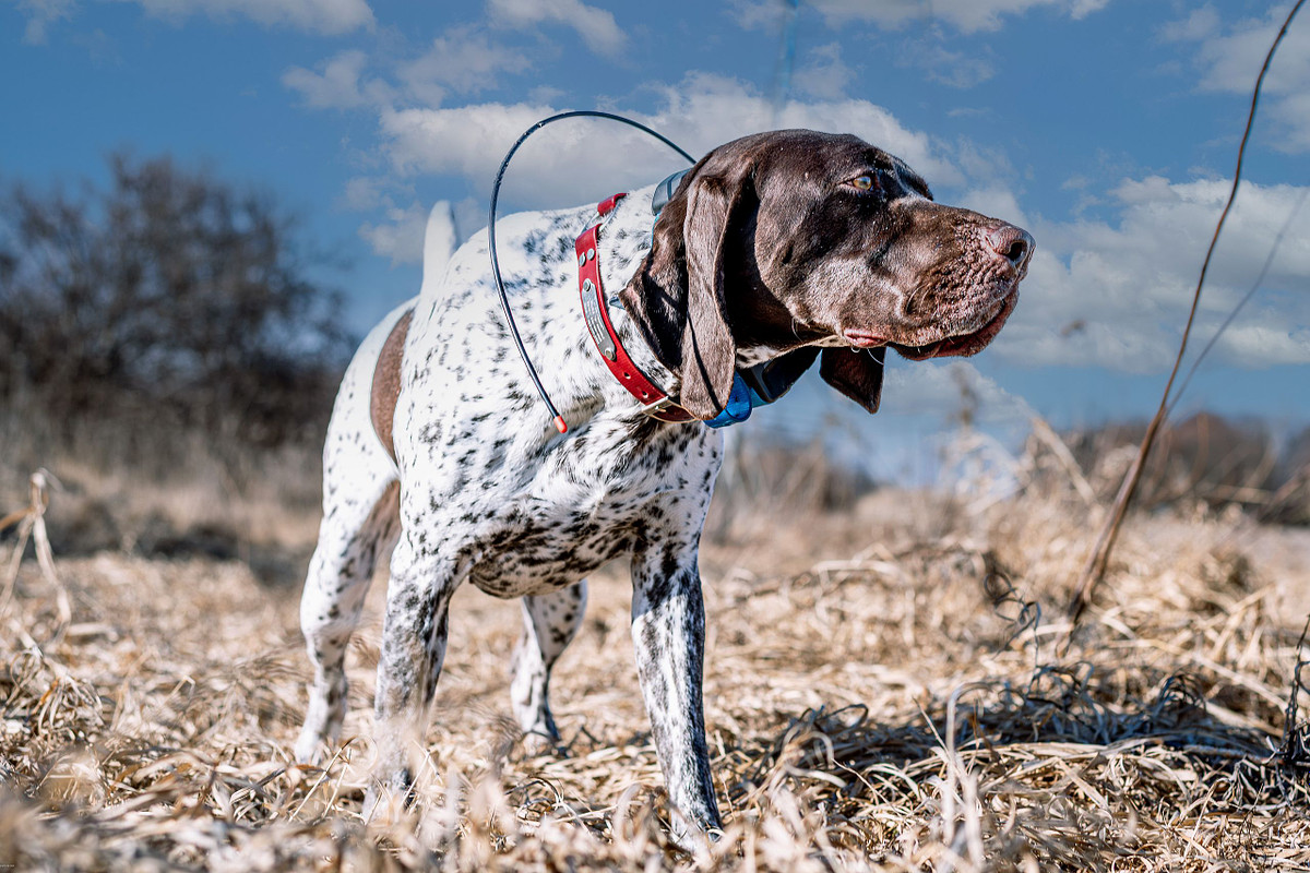 Dog Training Season
