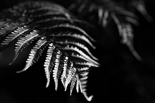 Im Tropenhaus auf dem Oeschberg