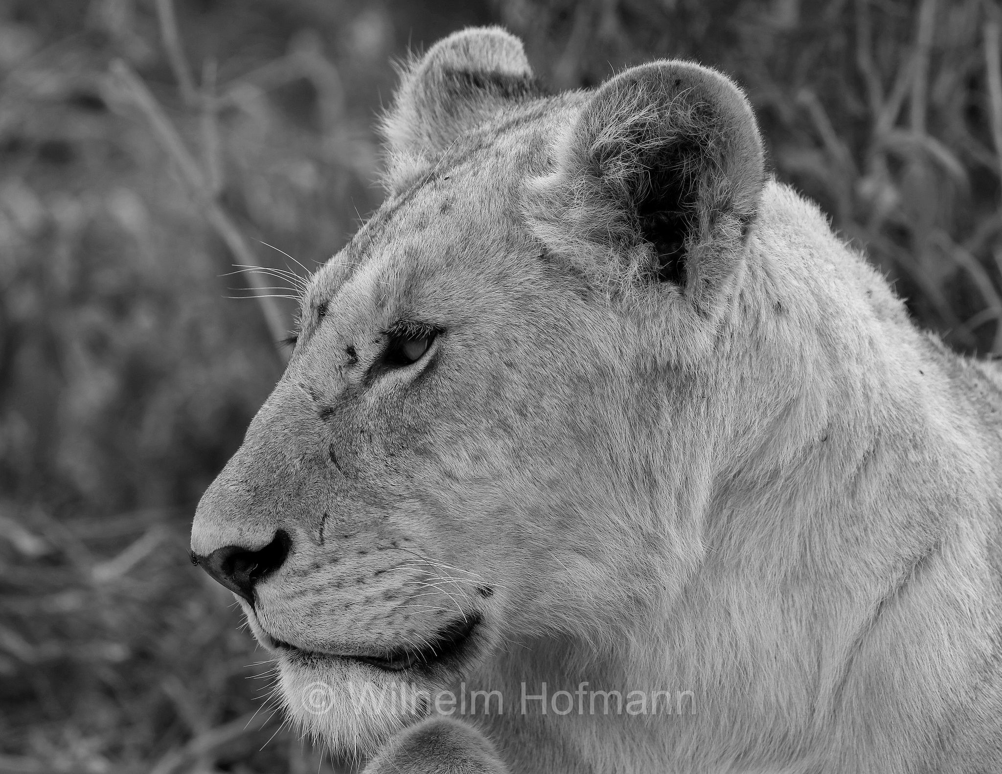 Lion, Ngorongoro Conservation Area, Tanzania, Löwe, leone, panthera leo melanochaita, Ngorongoro Krater, Tansania, Magadisee, lake magadi, lake magad, area di conservazione di Ngorongoro