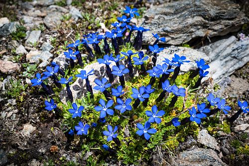 Kapelle Wilder Geschinen