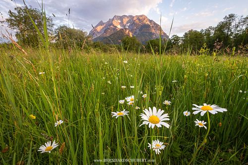 Meadow at sunrise