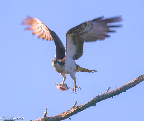 A majestic Osprey (Fiskeørn) perched in its favorite tree, eating a freshly caught fish in Norway. Captured by wildlife photographer Trond Johansen.