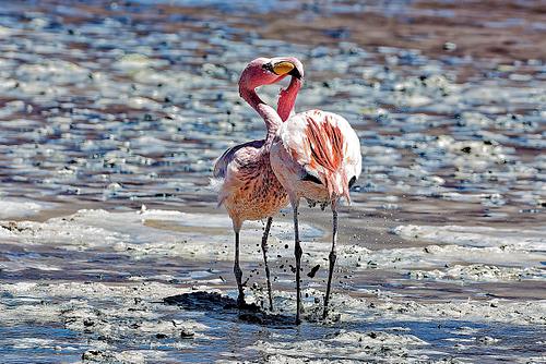 Flamands roses dans les lagunes Sud Lipez en Bolivie