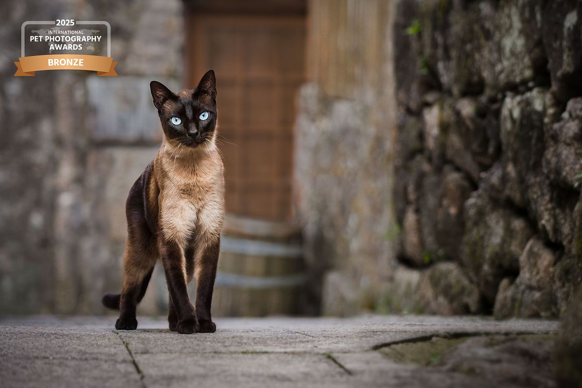 Small stray cat standing in an alley in Spain, fine feline art animal portrait photography