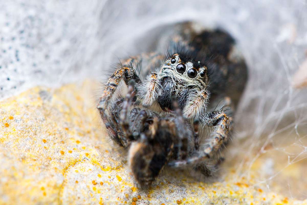Goldaugenspringspinne Nahaufnahme Naturfotografie