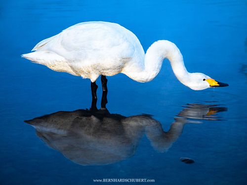 Cygnus cygnus - Whooper swan