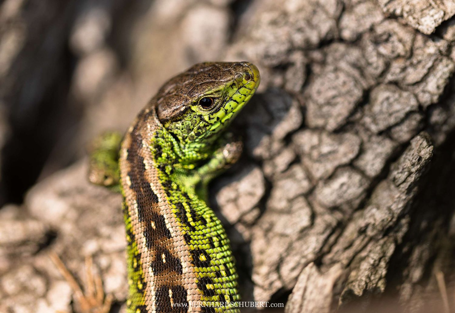 Lacerta agilis - Sand lizard